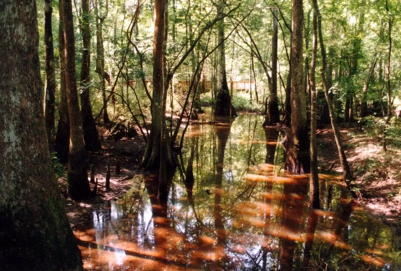Still brown swamp water reflecting tall cypress trunks in a sunlit green forest, with a wooden boardwalk in the distance